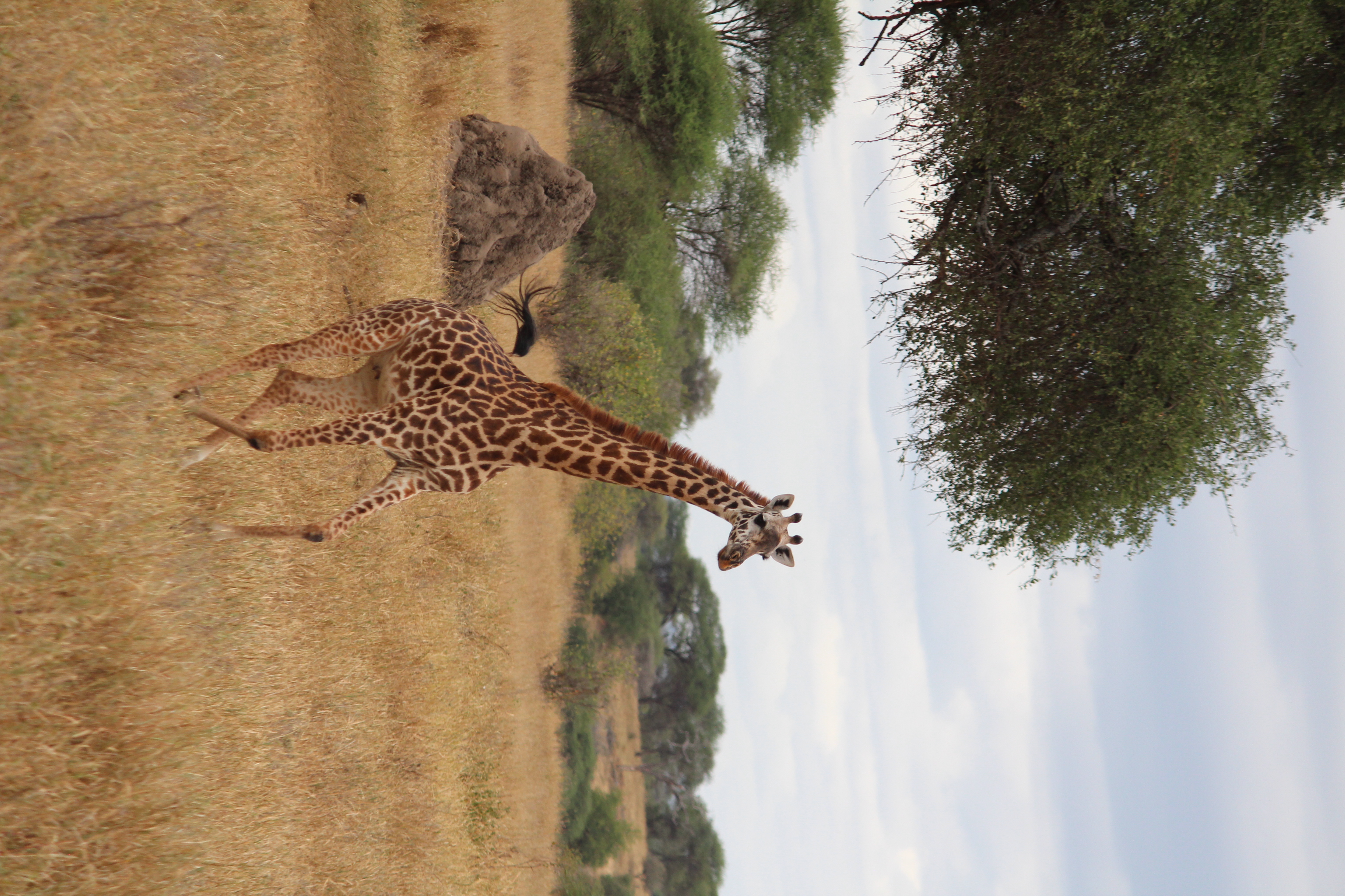 
Running Giraffe Photo Puzzle