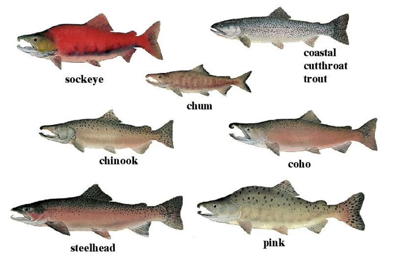 
Matching Salmons 